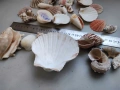 Лот раковина рапан мида декорация аквариум, снимка 2