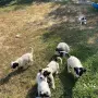 На първата снимка са родителите , снимка 2