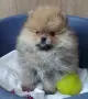 мини померан/померанче , снимка 1