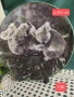 Royal Doulton Чиния за стена с панди, снимка 1