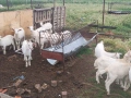 Продавам ярета , снимка 2