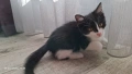 Подарявам коте, снимка 5