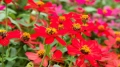 Zinnia angustifolia / Циния нискостеблена, снимка 4