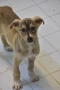 Rescue puppy, снимка 5