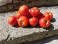 ПРОДАВАМ ДОМАШНИ ДОМАТИ ЦЕНА 1€, снимка 1