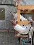 унгарски високолетачи бързаци, снимка 3