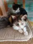 Подарявам малки котенца на 2 месеца , снимка 3