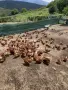ломан браун носачки, снимка 1
