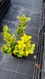 Евонимус Ауреа, Euonymus Japonica Aurea, снимка 9