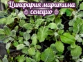 Разпродажба на Бегония, Винка, Тагетис, Циганче, Кълдаръмче, Делосперма, Кученца, Копривка , снимка 11