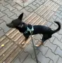 Подарявам Блеки 🥰, снимка 9