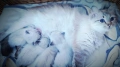 Невски маскарадни котенца , снимка 9