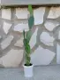 Пет годишни кактуси., снимка 1
