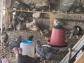 Продавам селски пилета, снимка 1