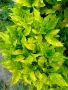 Аукуба Японика (Aucuba jap. Crotonifolia), снимка 2