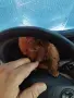 Tea Cup Пуделче, снимка 8