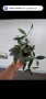 Хоя, hoya Rosita, снимка 3