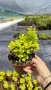 Берберис Мария, Berberis thunbergii ‘Maria'!!!, снимка 5