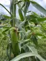 🌽Сладка Царевица OVERLAND 🌽, снимка 7
