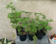 Индрише вкоренено едногодишно, снимка 1
