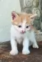 4 малки котенца, снимка 9