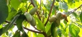 Asimina triloba, Асимина, Пау-пау, Индиански банан, снимка 3