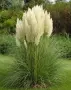 Пампаска трева, Кортадерия, бяла, Cortaderia Sellona, снимка 1