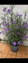 Руелия, Мексиканска петуния, Ruellia Purple Mexican Petunia!!!, снимка 3