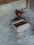 Продавам мъжки колхидски фазани, снимка 3