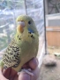 Вълнист изложбен, снимка 2