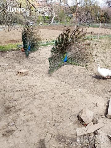 пера от паун , снимка 4 - Други - 54351515