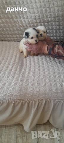 Болонки, снимка 6 - Болонка - 54182666