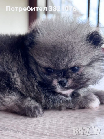 Померан - момиче  и момче, снимка 11 - Померан - 54179122