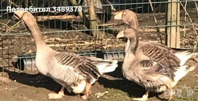 Заменяме изброените нови продукти , за изброените птици и др., снимка 3 - Кокошки и пуйки - 54709838