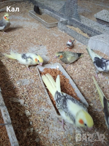 Корели , снимка 5 - Папагали - 54622071