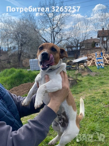 Продавам мини Джак Ръсел териер , снимка 2 - Джак ръсел териер - 54012234