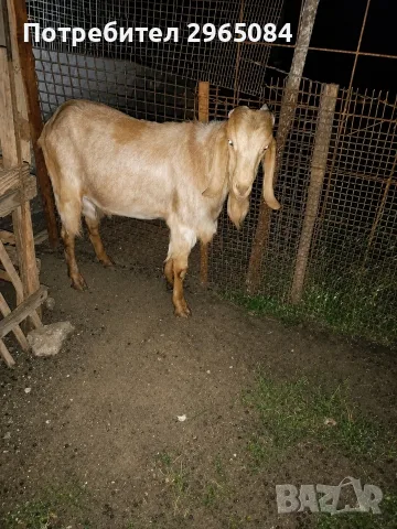 Продавам англо-нубийски кози и пръчове, снимка 2 - Кози - 55141955