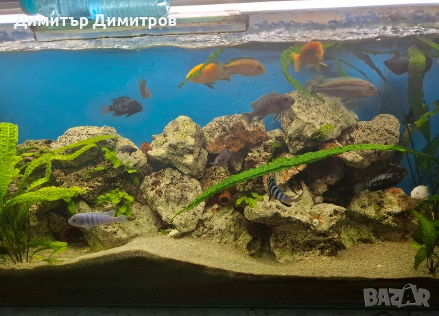 Аквариум 273л. + шкаф, снимка 3 - Аквариуми - 54083911