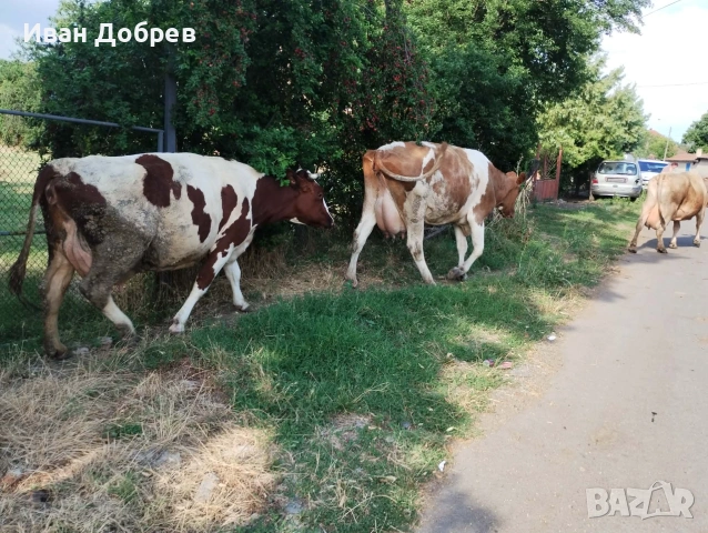 Продавам 7 бр крави за мляко , снимка 3 - Крави - 55248756