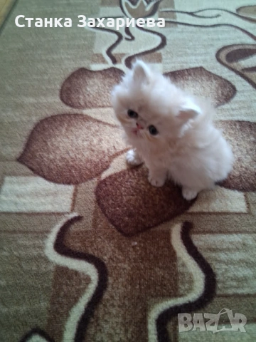 Персийски котенца , снимка 5 - Персийска - 54142958