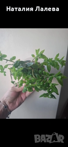 Колумнея, columnea Orange Sherbet, снимка 5 - Стайни растения - 55099814