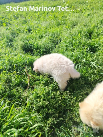 Померани малки кучета, снимка 6 - Померан - 54328544