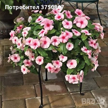 🌸🩷🌸 Каскадна винка (Vinca Darling Cascade Strawberry)