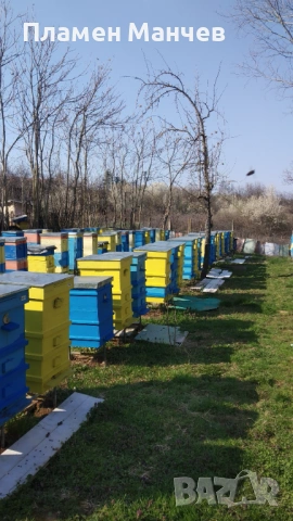 Продавам ранни пчелни отводки, снимка 3 - За пчели - 54497643