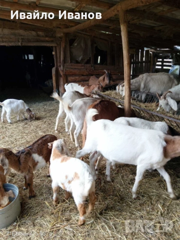 Продавам кози - СПЕШНО, снимка 5 - Кози - 53247338