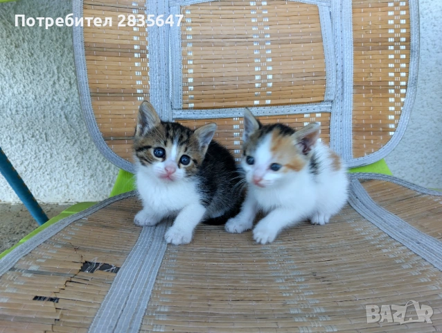 4-ри страхотни котенца!, снимка 7 - Други - 54745700