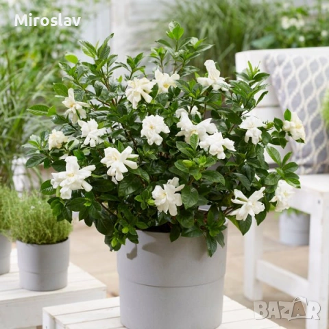 Гарденията (Gardenia jasminoides), снимка 2 - Градински цветя и растения - 55010988