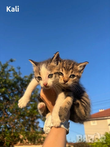 Малки котенца