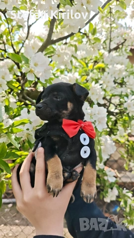 продавам мини пинчер, снимка 3 - Пинчер - 54251248