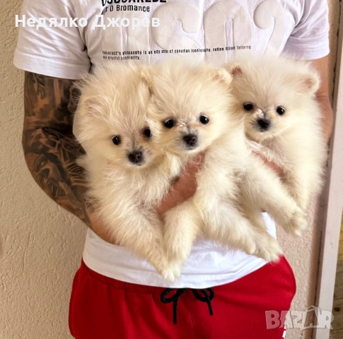 Померан момчета и момичета, снимка 5 - Померан - 54227837